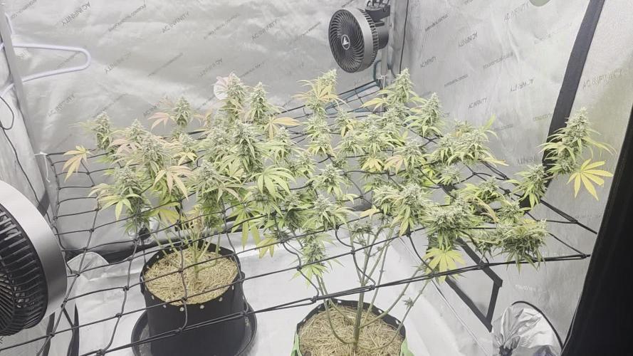 Seedsman