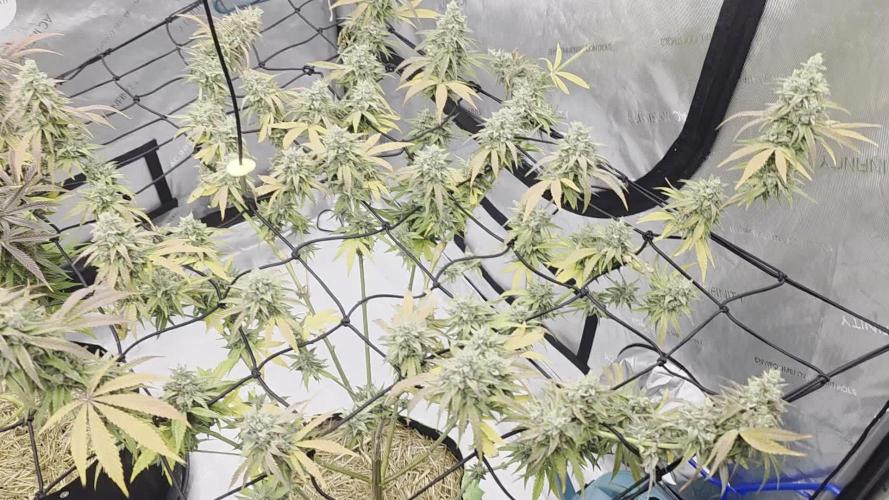 Seedsman