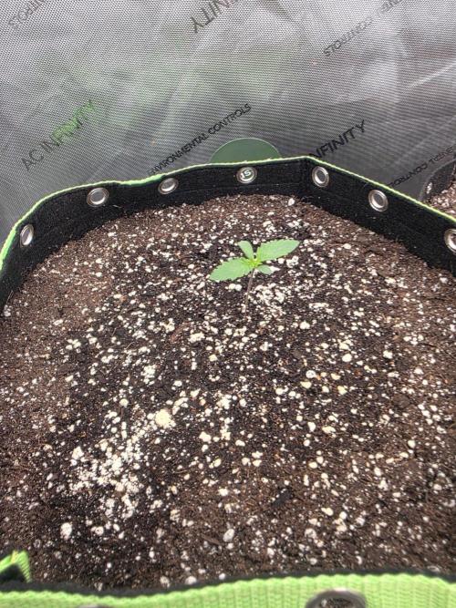 Sugar Haze Regular. Week 0