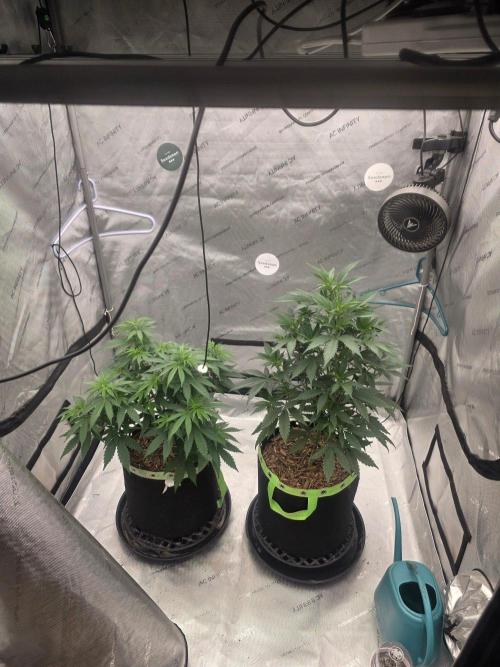 Sugar Haze Regular. Week 5