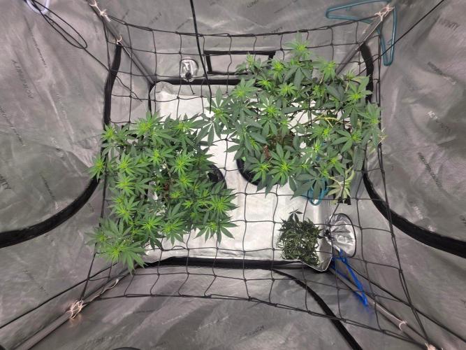 Sugar Haze Regular. Week 6