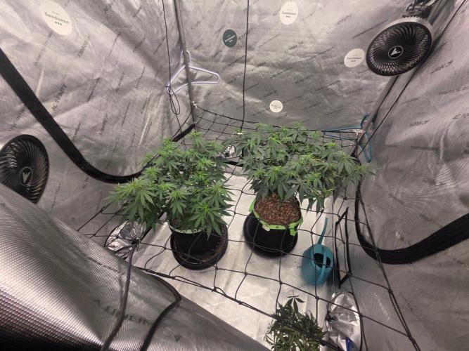 Sugar haze by seedsman. Week 7