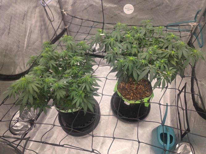 Sugar haze by seedsman. Week 8
