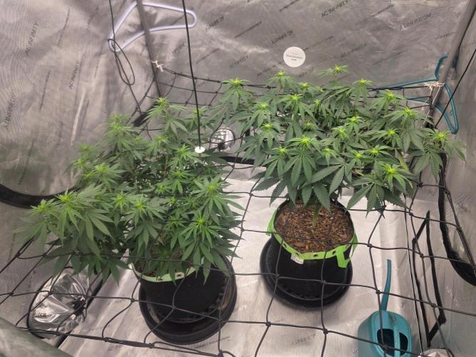 Sugar Haze Regular. Week 8