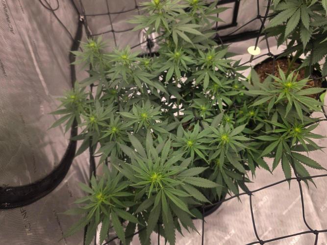 Sugar haze by seedsman. Week 9