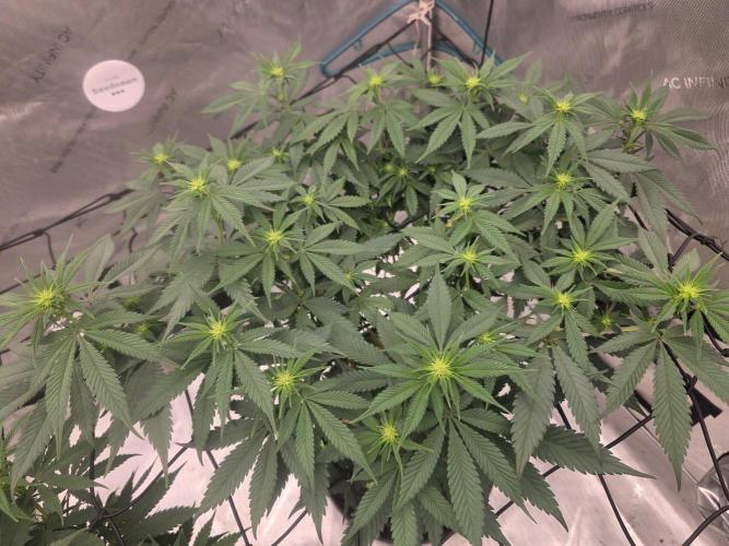 Sugar Haze Regular. Week 9