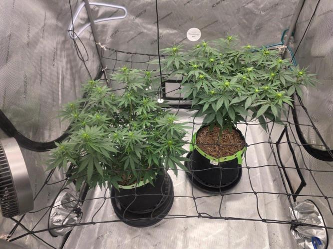 Sugar haze by seedsman. Week 9