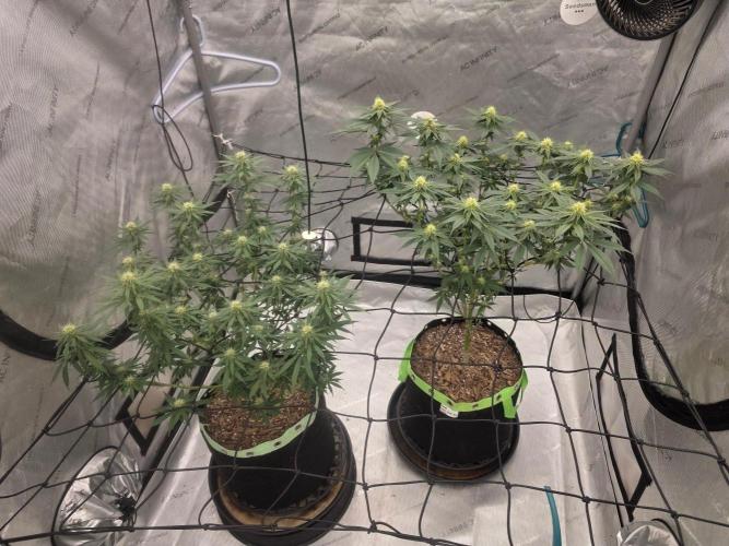 Sugar Haze Regular. Week 10