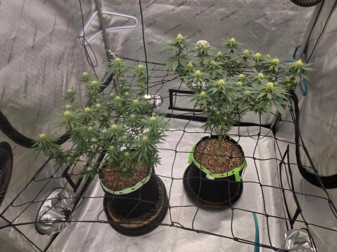 Sugar haze by seedsman. Week 10