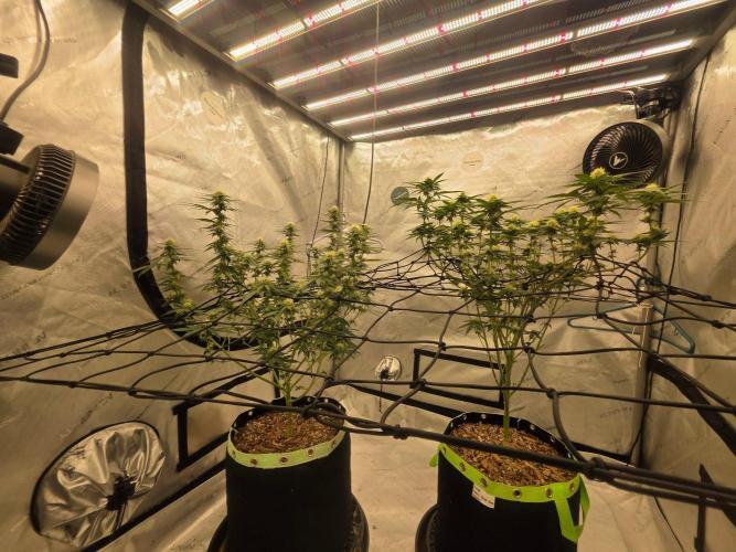 Sugar haze by seedsman. Week 11