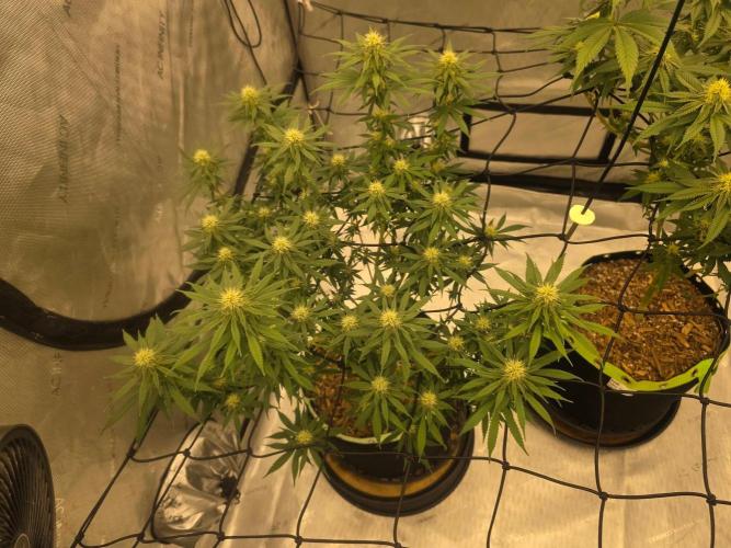 Sugar Haze Regular. Week 11