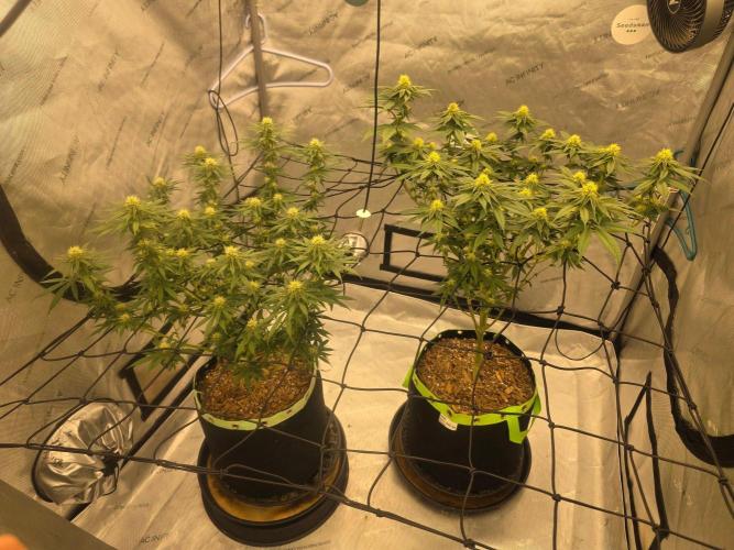 Sugar haze by seedsman. Week 11
