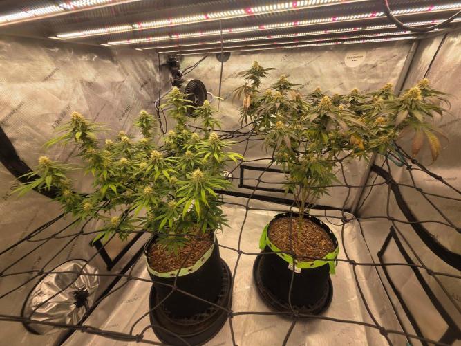 Sugar haze by seedsman. Week 12