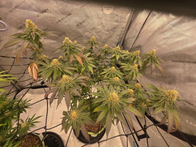 Sugar Haze Regular. Week 12
