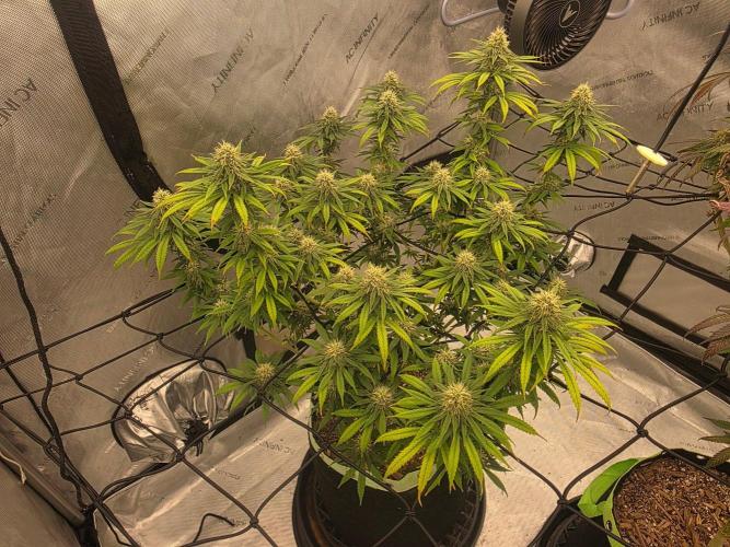 Sugar haze by seedsman. Week 13