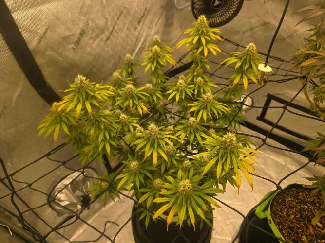 Sugar haze by seedsman. Week 14