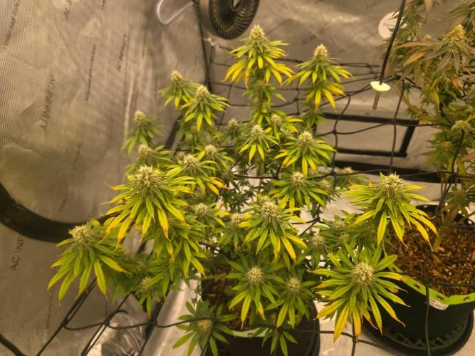 Sugar haze by seedsman. Week 14