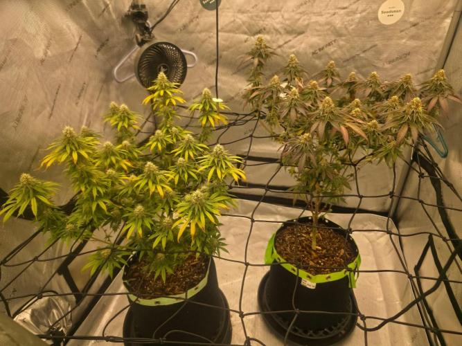 Sugar Haze Regular. Week 15
