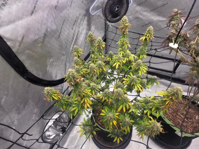 Sugar haze by seedsman. Week 15