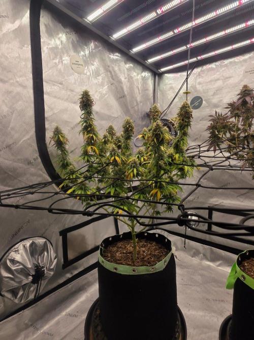 Sugar haze by seedsman. Week 15