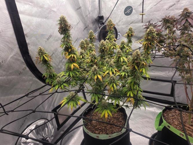 Sugar haze by seedsman. Week 15