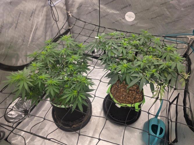 Purple Oreoz by Seedsman. Week 5