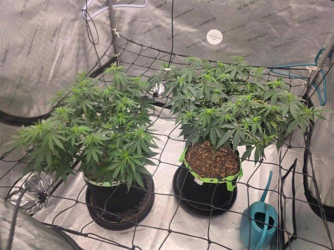 Purple Oreoz by Seedsman. Week 5