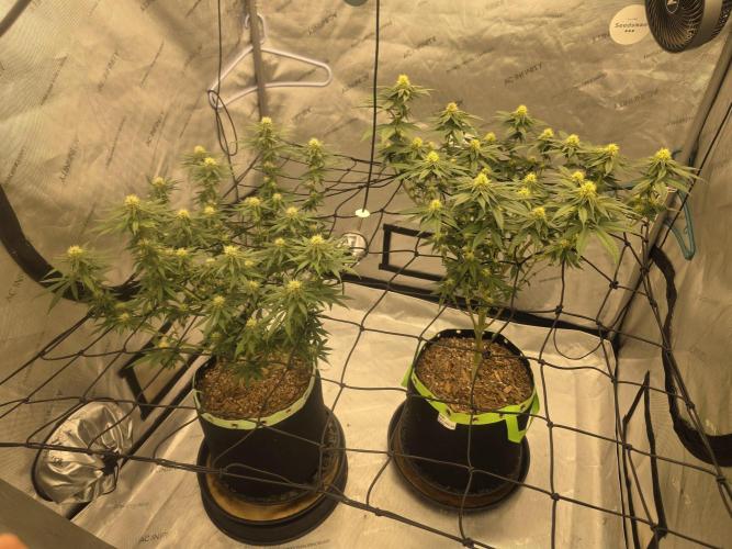 Purple Oreoz by Seedsman. Week 7