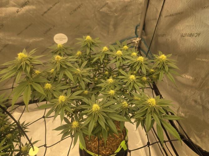 Purple Oreoz by Seedsman. Week 7
