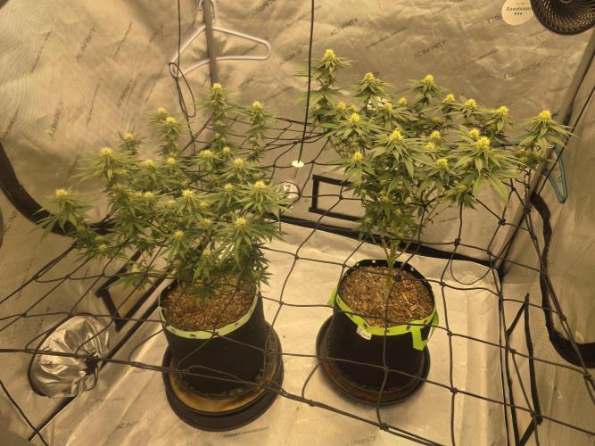 Purple Oreoz by Seedsman. Week 7