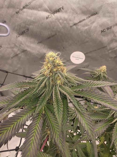Purple Oreoz by Seedsman. Week 8