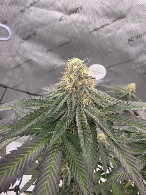 Purple Oreoz by Seedsman. Week 8