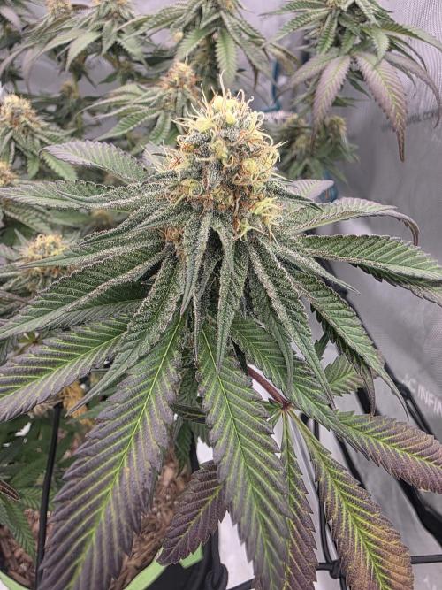 Purple Oreoz by Seedsman. Week 8