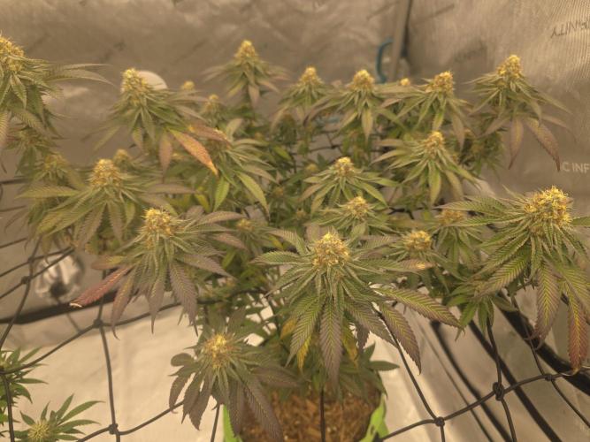 Purple Oreoz by Seedsman. Week 9