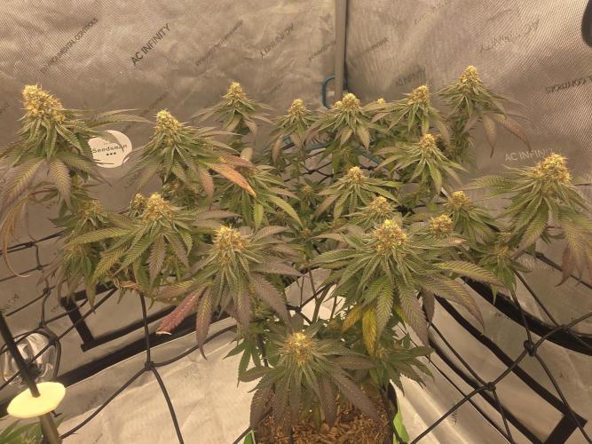 Purple Oreoz by Seedsman. Week 9
