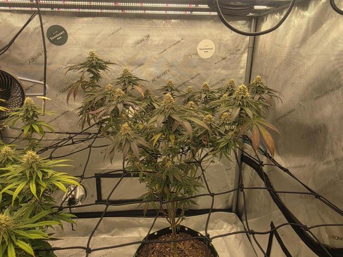 Purple Oreoz by Seedsman. Week 10