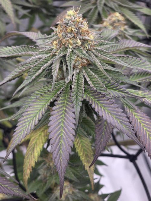 Purple Oreoz by Seedsman. Week 10