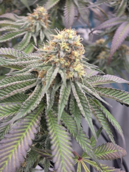Purple Oreoz by Seedsman. Week 10
