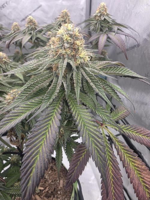 Purple Oreoz by Seedsman. Week 10