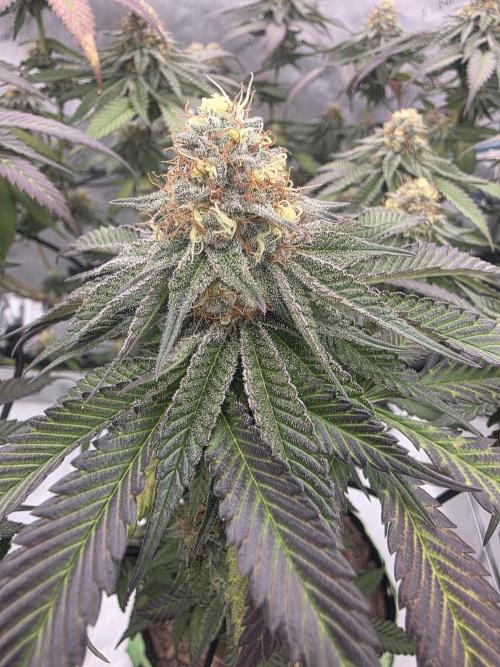 Purple Oreoz by Seedsman. Week 10