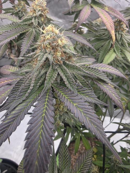 Purple Oreoz by Seedsman. Week 10