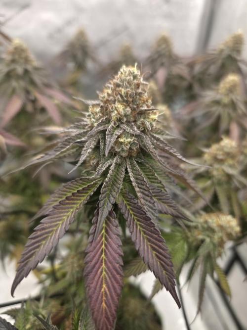 Purple Oreoz by Seedsman. Week 11