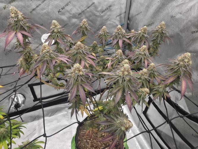 Purple Oreoz by Seedsman. Week 11