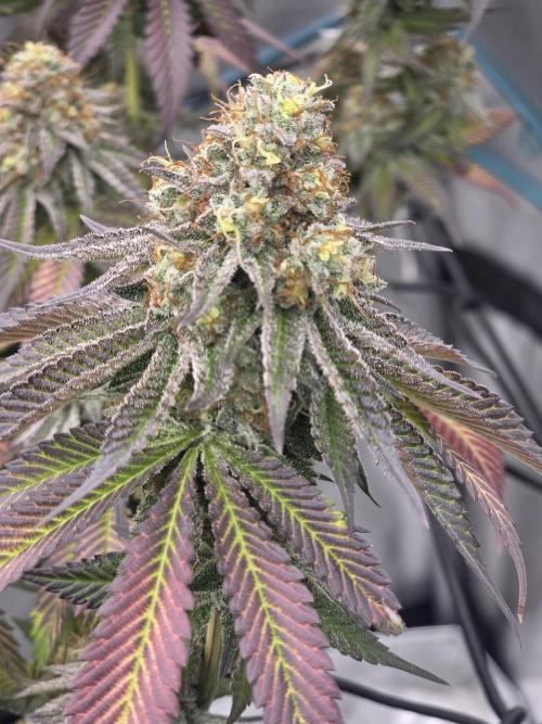 Purple Oreoz by Seedsman. Week 11