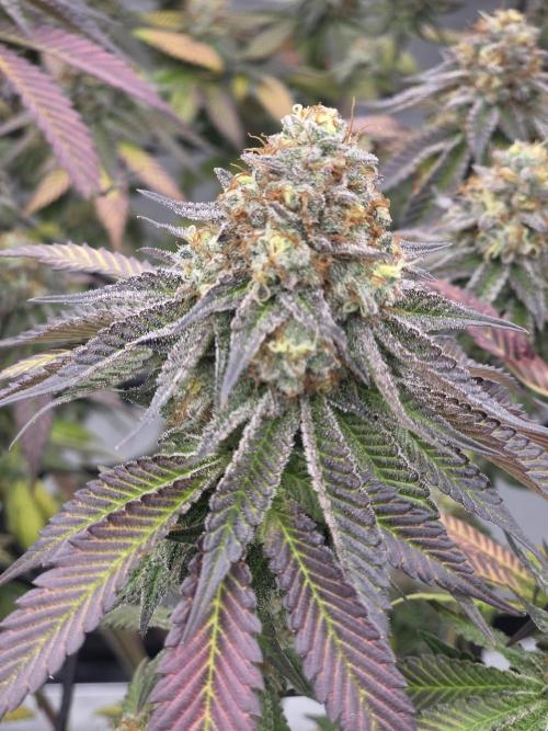 Purple Oreoz by Seedsman. Week 11