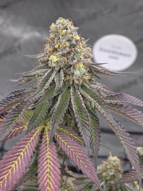 Purple Oreoz by Seedsman. Week 11