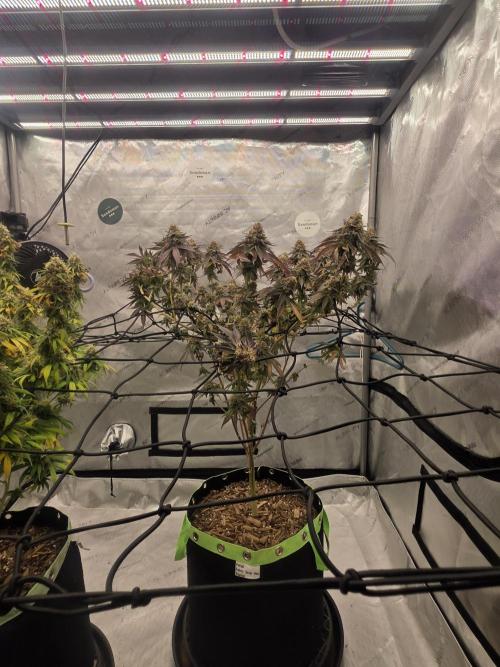 Purple Oreoz by Seedsman. Week 12