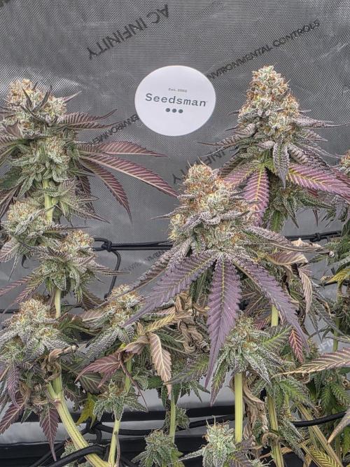 Purple Oreoz by Seedsman. Week 12
