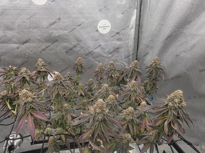Purple Oreoz by Seedsman. Week 12