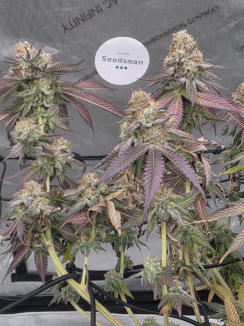 Purple Oreoz by Seedsman. Week 12